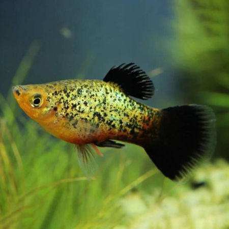Platka - Zmienniak Plamisty - Xiphophorus maculatus
